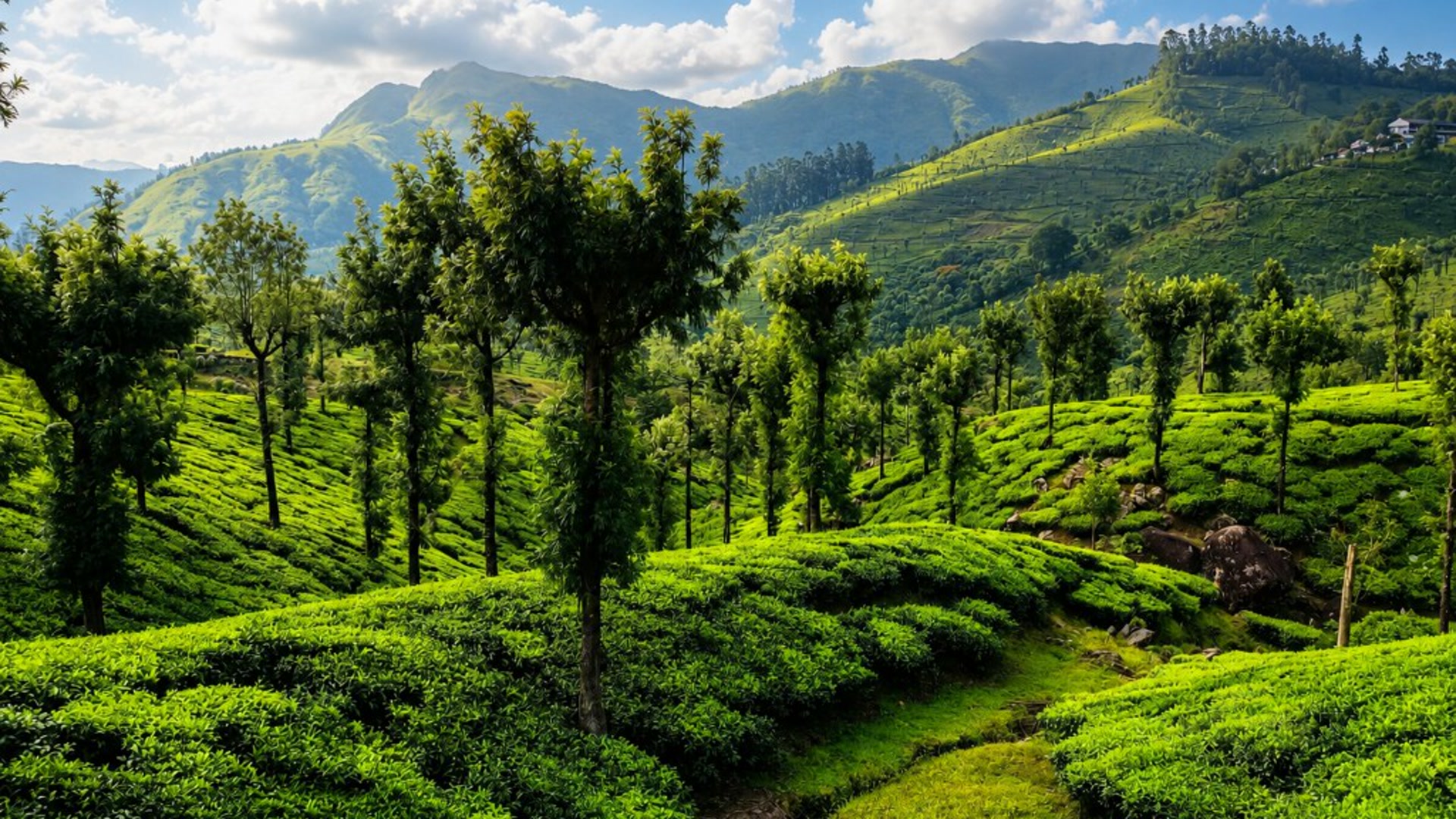 Valparai tea estates and mist