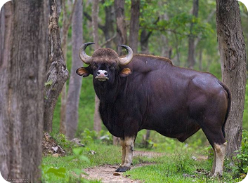 Bison