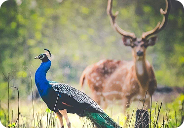 Peacock