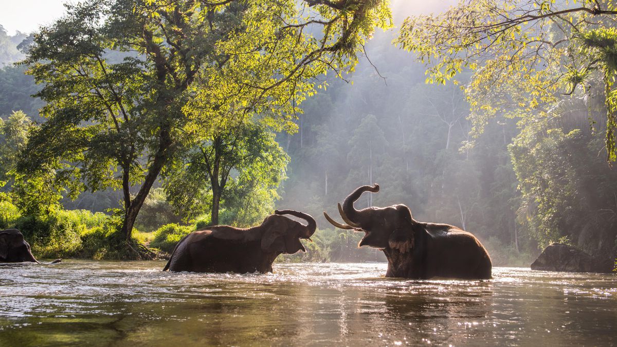 Safari elephants background