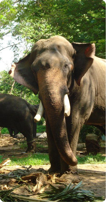 Elephants in river background