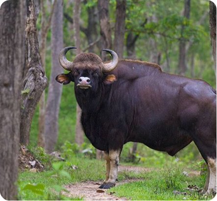 Parambikulam Safari