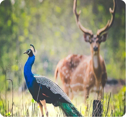 Peacock