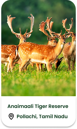 Spotted Deer Reserve