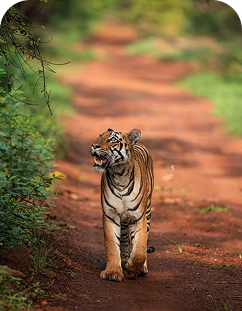 Tiger Reserve