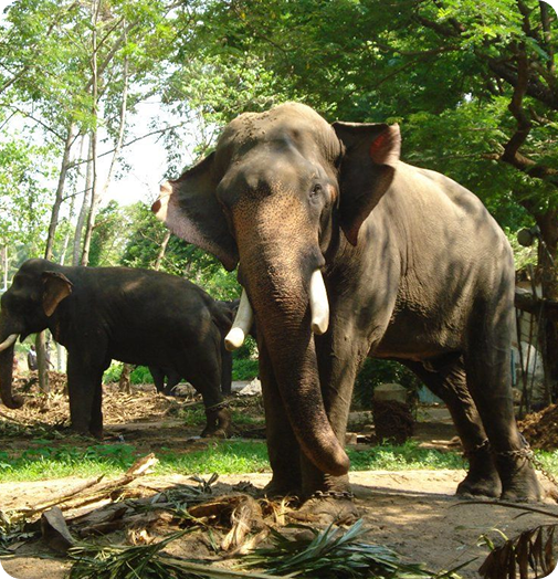 Wild Elephant